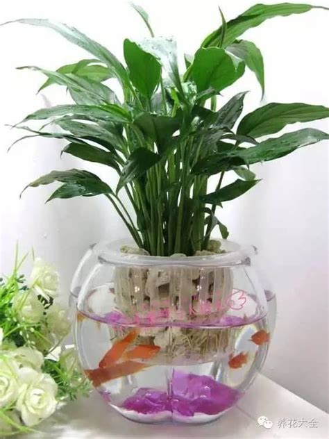 水養植物